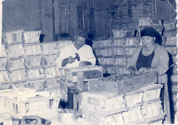 Candelaria. Empaquetado tradicional de tomates. Fondo Fotográfico Ayuntamiento de Candelaria